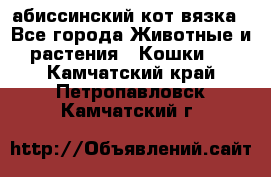 абиссинский кот вязка - Все города Животные и растения » Кошки   . Камчатский край,Петропавловск-Камчатский г.